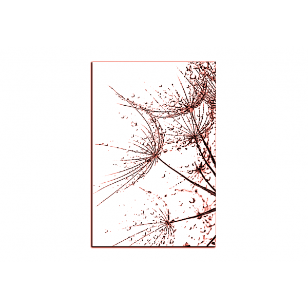 Obraz na plátně - Pampelišková semínka s kapkami vody - obdélník